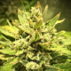 Purple Maroc x Passion - BIOGENETIC | TanieSianie.pl