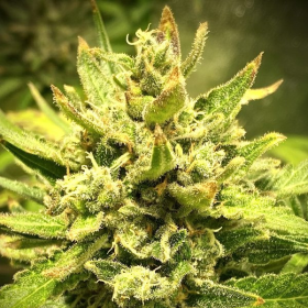 Purple Maroc x Passion - BIOGENETIC | TanieSianie.pl