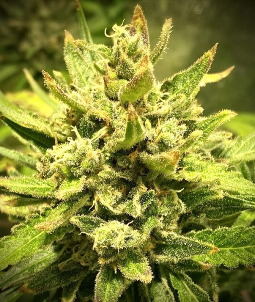Purple Maroc x Passion - BIOGENETIC | TanieSianie.pl