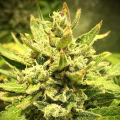 Purple Maroc x Passion - BIOGENETIC