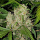 Pineapple Express Auto - BIOGENETIC | TanieSianie.pl