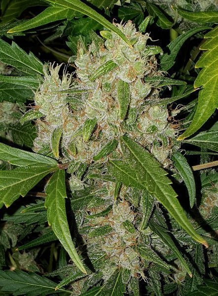 Pineapple Express Auto - BIOGENETIC | TanieSianie.pl