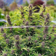 Frisian Dew - DUTCH PASSION | TanieSianie.pl