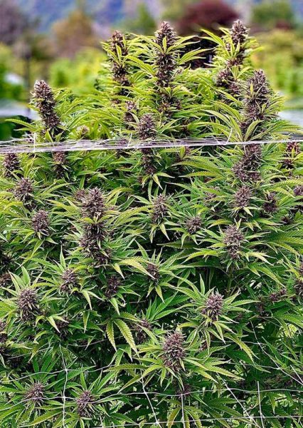 Frisian Dew - DUTCH PASSION | TanieSianie.pl