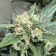 Medical Crack Auto - BIOGENETIC | TanieSianie.pl