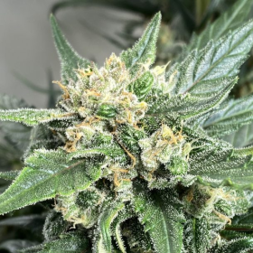 Medical Crack Auto - BIOGENETIC | TanieSianie.pl