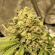 Guerilla Gold x Passion - BIOGENETIC | TanieSianie.pl