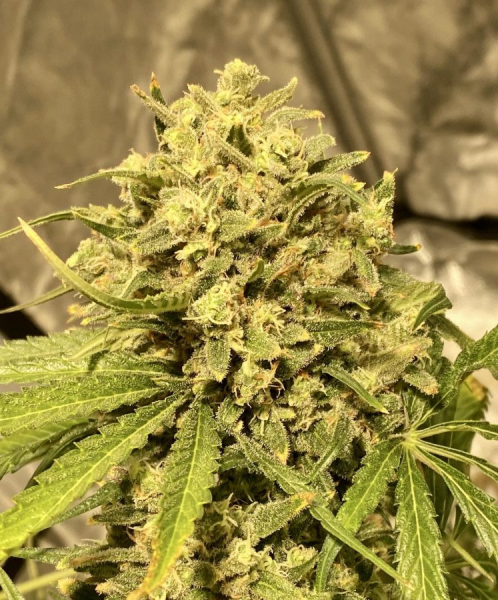 Guerilla Gold x Passion - BIOGENETIC | TanieSianie.pl