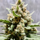 Grapefruit Auto - BIOGENETIC | TanieSianie.pl
