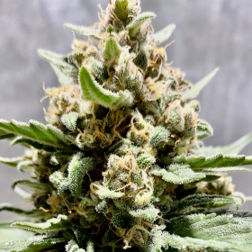 Grapefruit Auto - BIOGENETIC | TanieSianie.pl