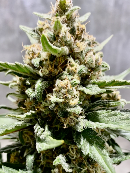 Grapefruit Auto - BIOGENETIC | TanieSianie.pl