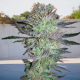 Girl Scout Cookies Auto - BIOGENETIC | TanieSianie.pl