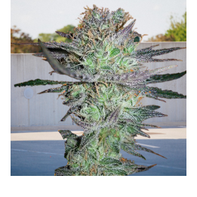 Girl Scout Cookies Auto - BIOGENETIC | TanieSianie.pl