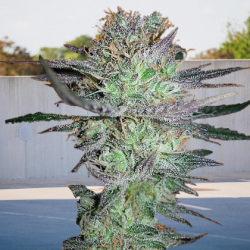 Girl Scout Cookies Auto - BIOGENETIC | TanieSianie.pl