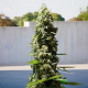 Easy Sativa x Passion - BIOGENETIC | TanieSianie.pl