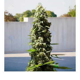 Easy Sativa x Passion - BIOGENETIC | TanieSianie.pl