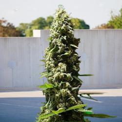 Easy Sativa x Passion - BIOGENETIC | TanieSianie.pl