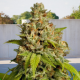 Durban Poison x Passion - BIOGENETIC