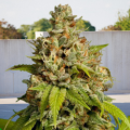 Durban Poison x Passion - BIOGENETIC