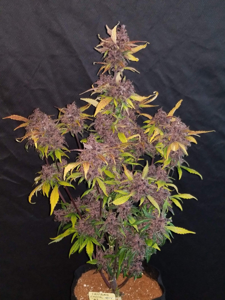 Crystal Meth Auto - BIOGENETIC | TanieSianie.pl