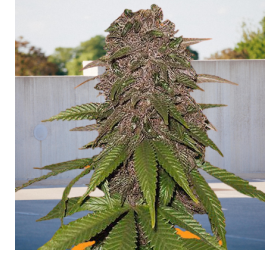 C4 Auto - BIOGENETIC | TanieSianie.pl