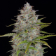 Orange Sherbert Auto - BIOGENETIC | TanieSianie.pl