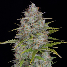 Orange Sherbert Auto - BIOGENETIC | TanieSianie.pl