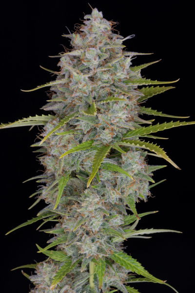 Orange Sherbert Auto - BIOGENETIC | TanieSianie.pl