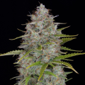 Orange Sherbert Auto - BIOGENETIC