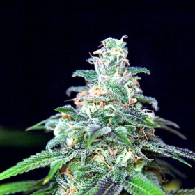 Mandarinian Haze Auto - BIOGENETIC | TanieSianie.pl