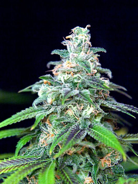 Mandarinian Haze Auto - BIOGENETIC | TanieSianie.pl