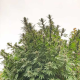 Frisian Dew - DUTCH PASSION | TanieSianie.pl