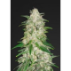 Lemon Zkittlez Auto - BIOGENETIC | TanieSianie.pl