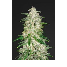 Lemon Zkittlez Auto - BIOGENETIC | TanieSianie.pl