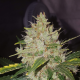 Gorilla Cookies Auto - BIOGENETIC | TanieSianie.pl