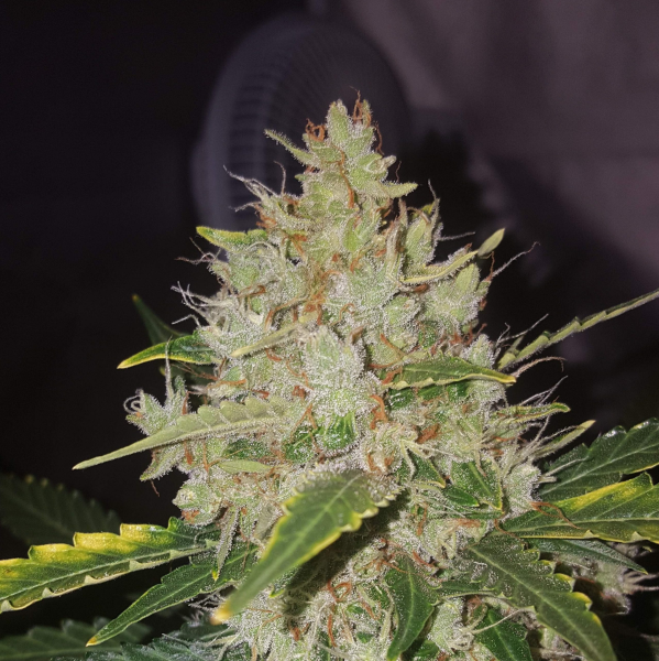 Gorilla Cookies Auto - BIOGENETIC | TanieSianie.pl