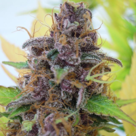 Gelato Auto - BIOGENETIC | TanieSianie.pl