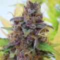 Gelato Auto - BIOGENETIC