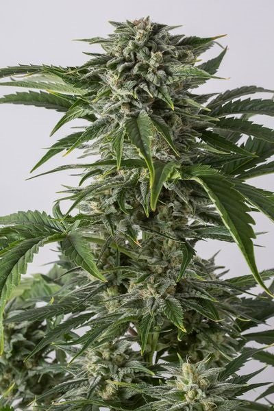 Bubba Kush Auto - BIOGENETIC | TanieSianie.pl