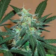 Bruce Banner Auto - BIOGENETIC | TanieSianie.pl