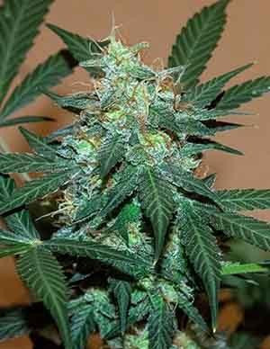 Bruce Banner Auto - BIOGENETIC | TanieSianie.pl