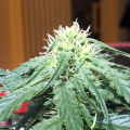 Big Devil #2 Auto - BIOGENETIC