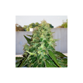 Outdoor OG Kush Fast - BIOGENETIC | TanieSianie.pl