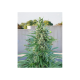 KC33 Fast - BIOGENETIC | TanieSianie.pl