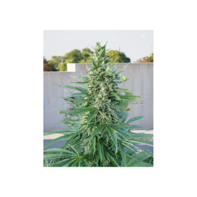 KC33 Fast - BIOGENETIC | TanieSianie.pl