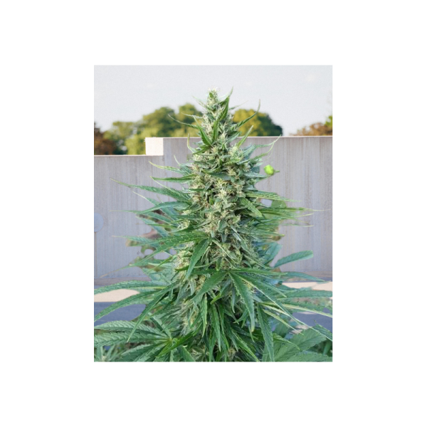 KC33 Fast - BIOGENETIC | TanieSianie.pl