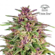 Frisian Dew - DUTCH PASSION | TanieSianie.pl