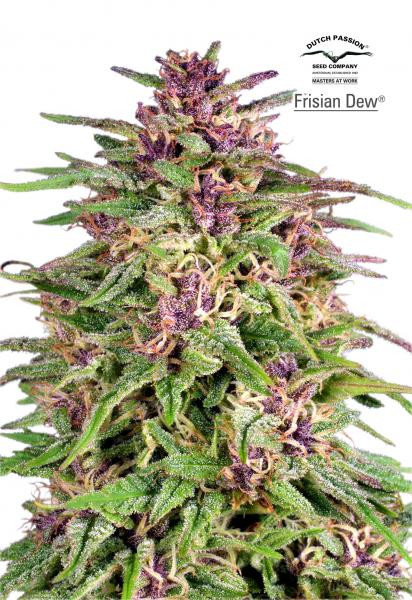 Frisian Dew - DUTCH PASSION | TanieSianie.pl