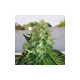 Green Poison Fast - BIOGENETIC | TanieSianie.pl