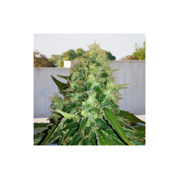 Green Poison Fast - BIOGENETIC | TanieSianie.pl